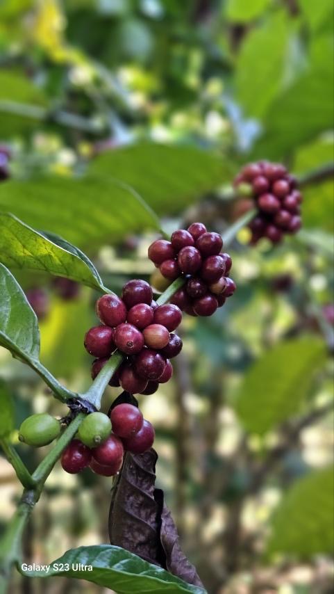 ရိုဘားစတားကော်ဖီ Robusta coffee(Wholesale)