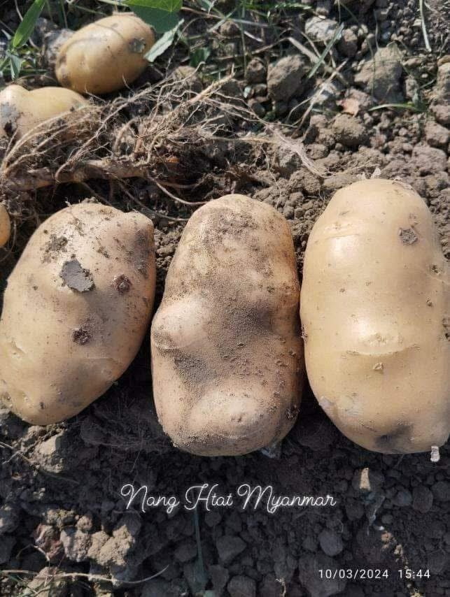 အာလူး Potato(Wholesale)