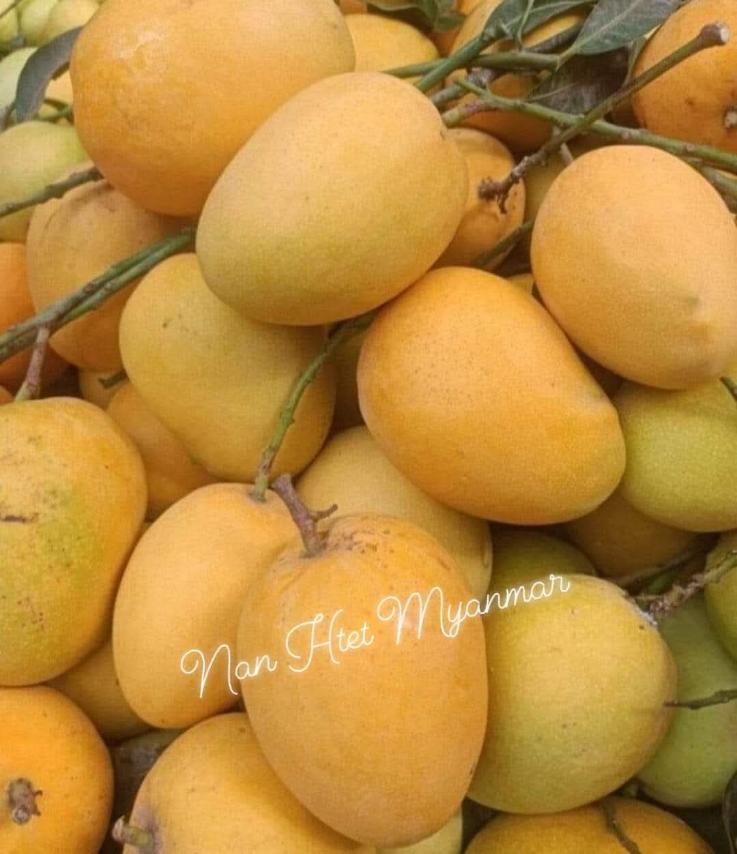 သရက်သီး Mango
