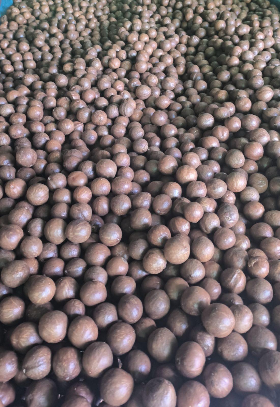 မက္ကဒေးမီးယား macadamia(Wholesale)
