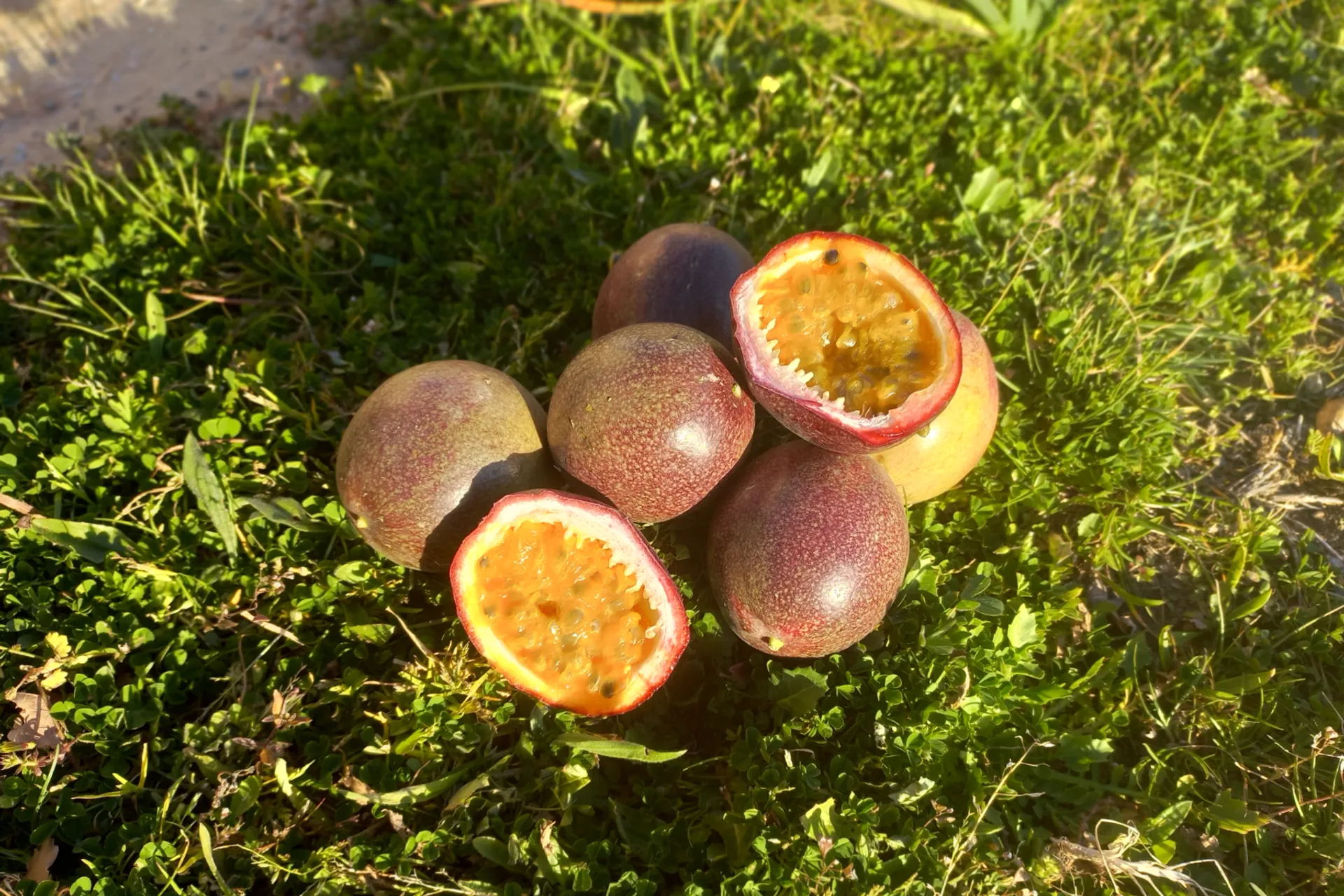 အီတလီပင်မှည့် Italy Passion