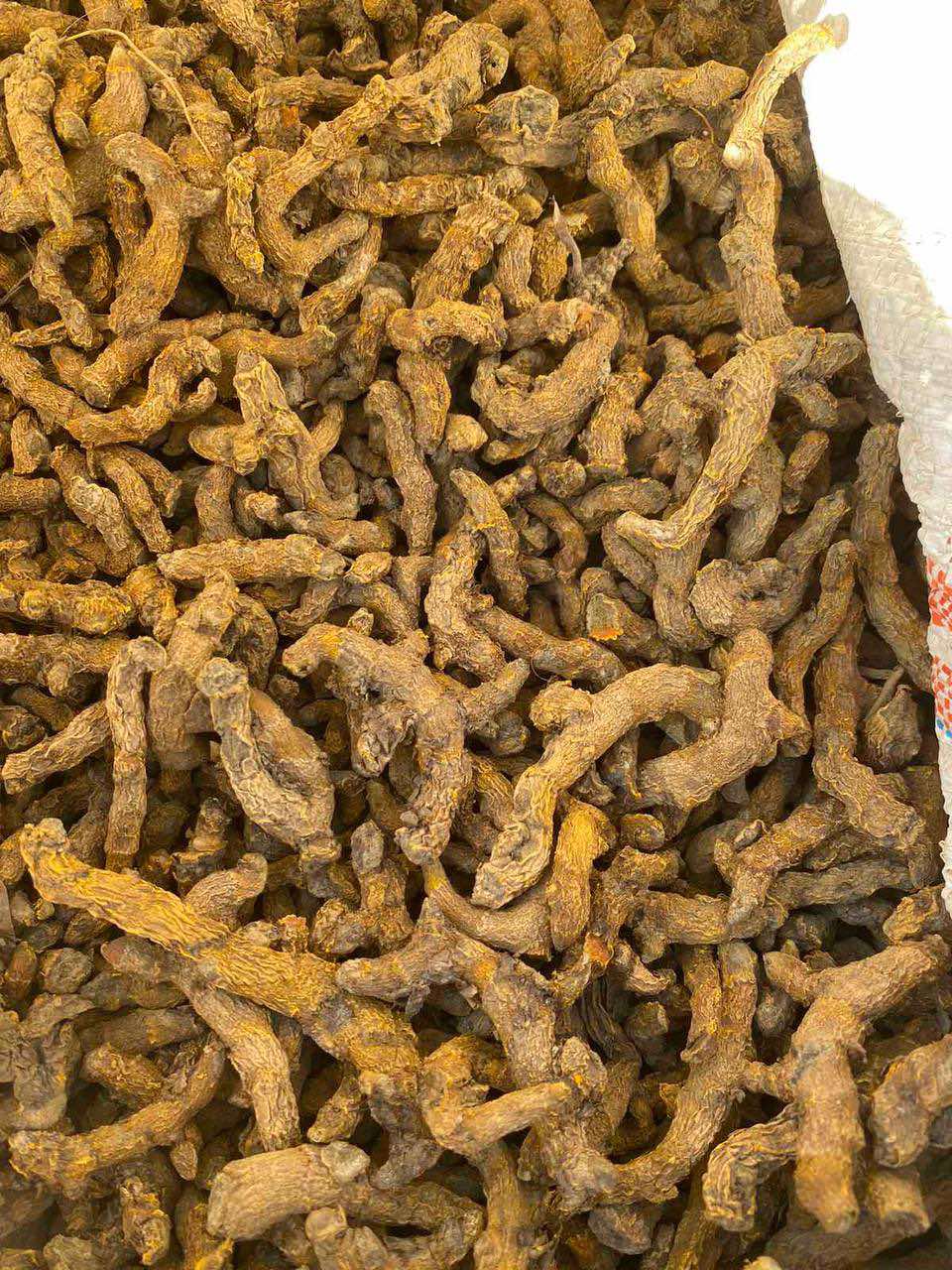 နနွင်းတက် Curcuma longa