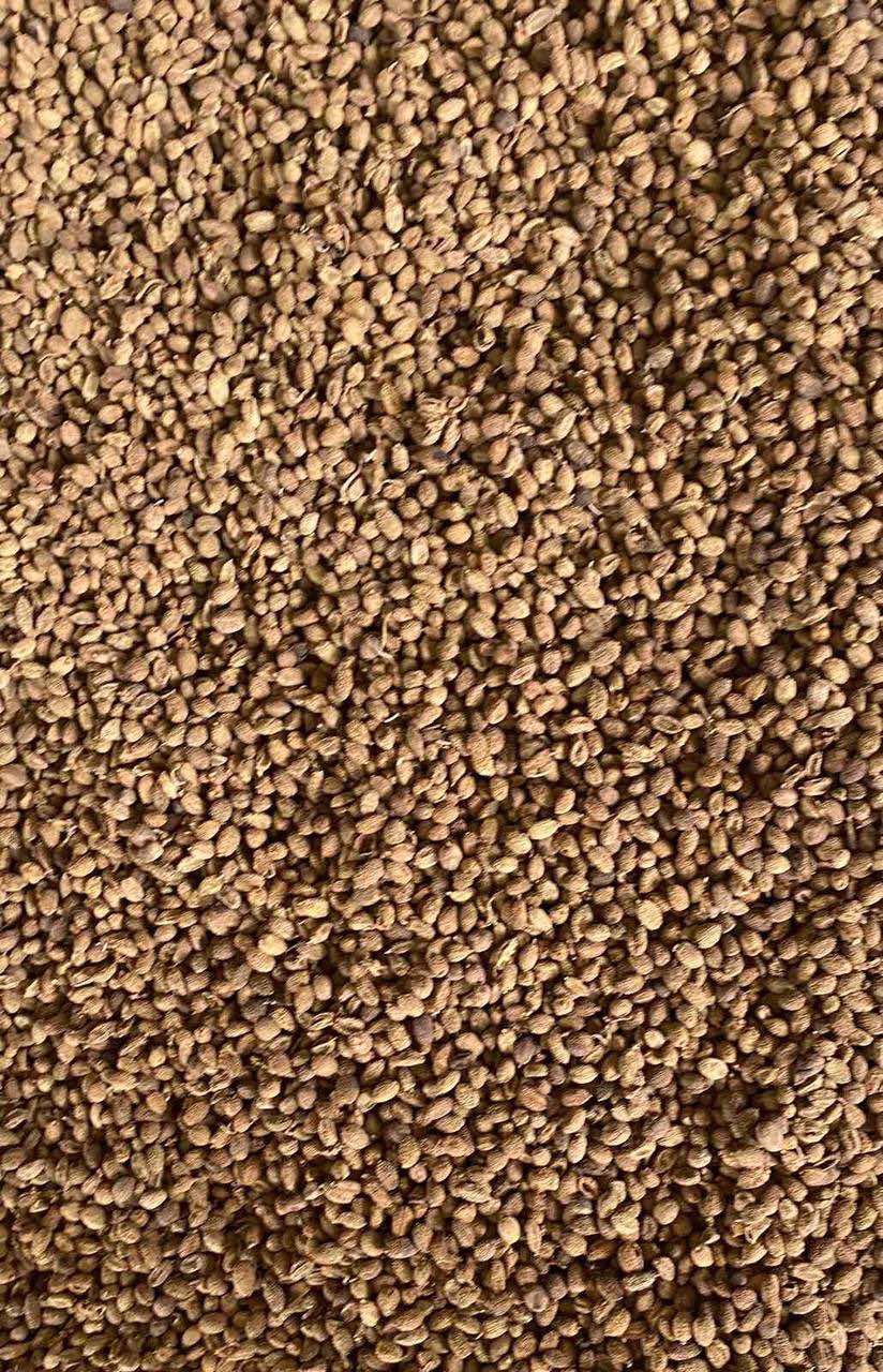 ချဉ်ပေါင်ဖာလာ Roselle (Chin Paung Fala)