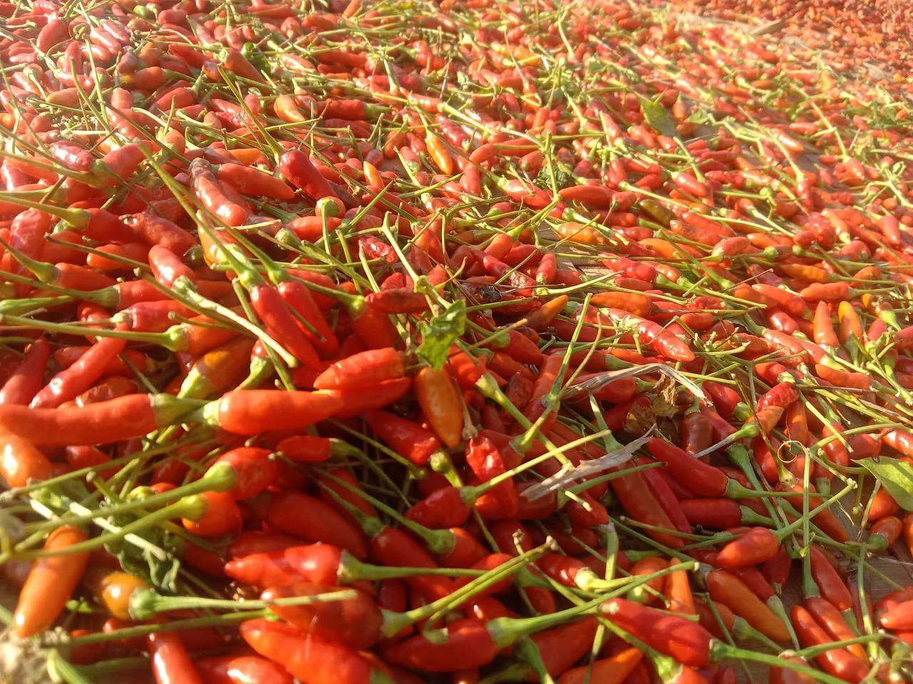 ကယန်းငရုတ်သီးခြောက် Dried Kayin Chili