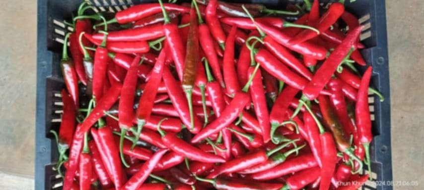 ငရုတ်သီးအစိမ်းနှင့် အမှည့်စို Green & Ripe Chili Peppers