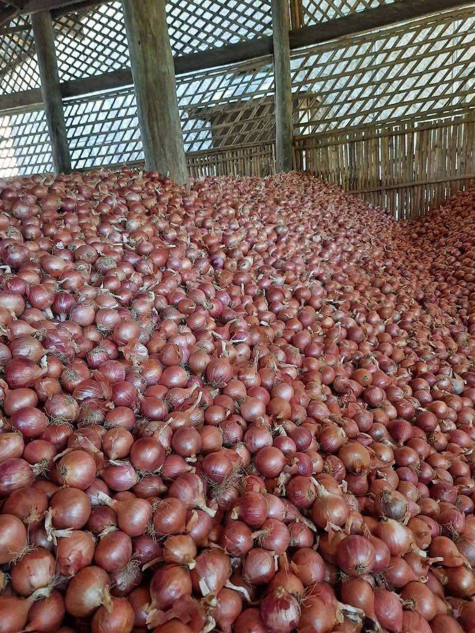 ကြက်သွန်နီ Onion