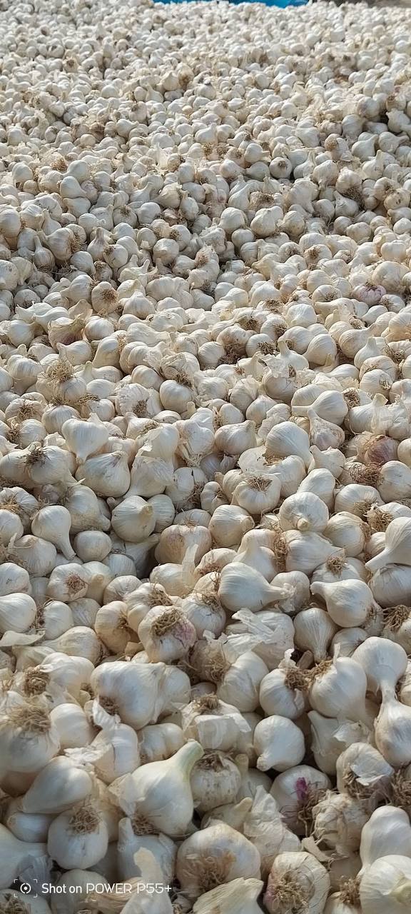 ကြက်သွန်ဖြူ Garlic